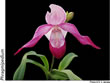 phragmipedium 040.jpg
